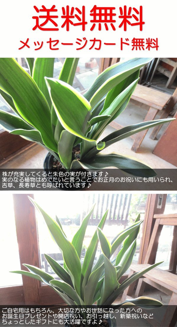Amazon｜万年青 オモト おもと 都城 5.5号鉢サイズ 鉢植え｜観葉植物